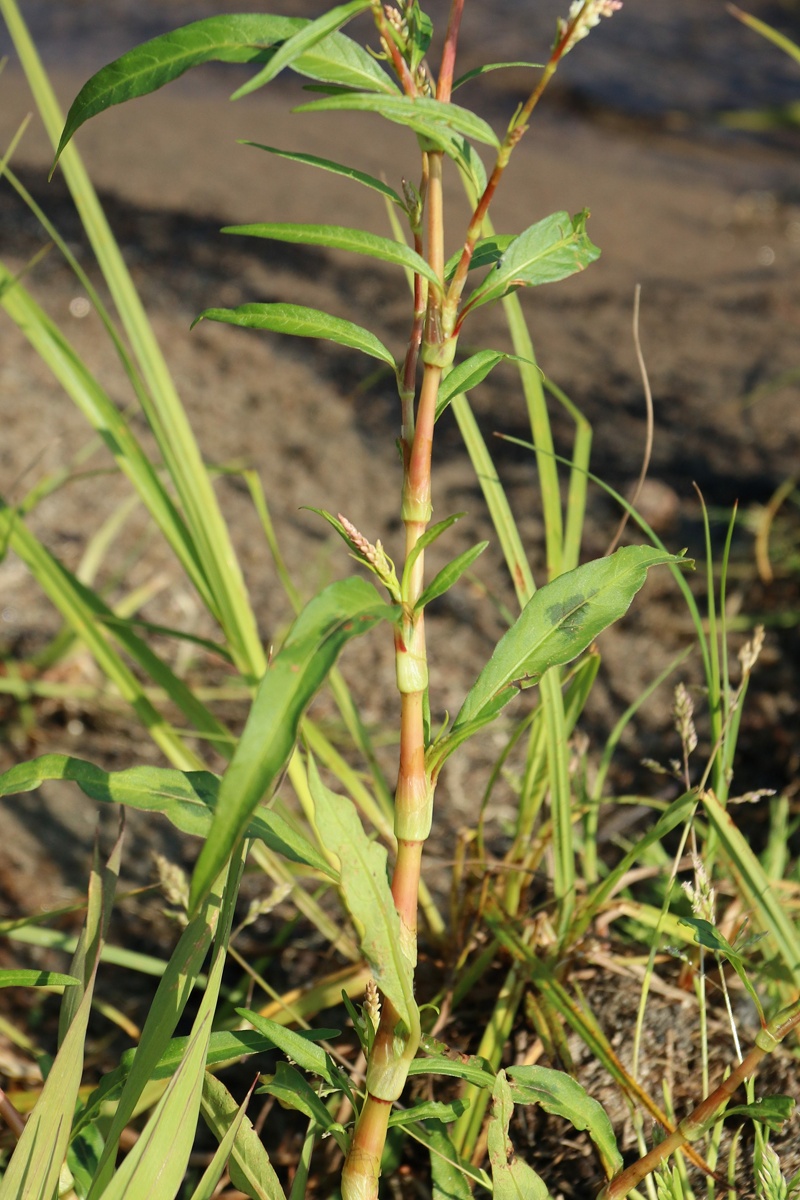 Image of Persicaria lapathifolia specimen.