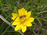 Adonis volgensis. Цветок, посещаемый пчелой Lasioglossum sp. ДНР, г. Донецк, балка Бирючья, правый склон, степь. 23.04.2021.