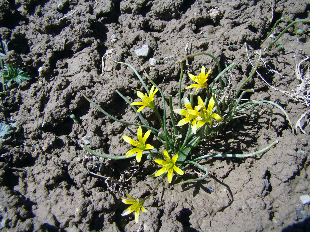 Image of Gagea michaelis specimen.