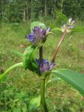 Gentiana macrophylla