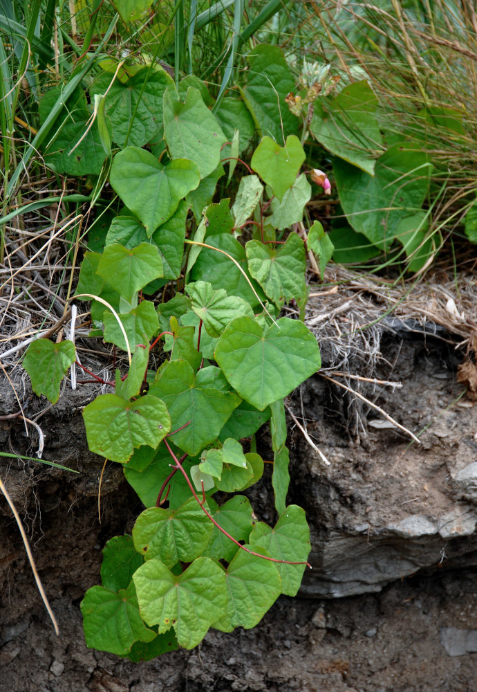 Image of Menispermum dauricum specimen.