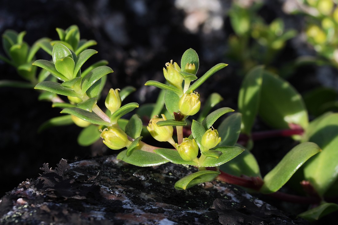 Изображение особи Honckenya peploides ssp. diffusa.