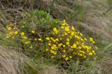 Potentilla humifusa