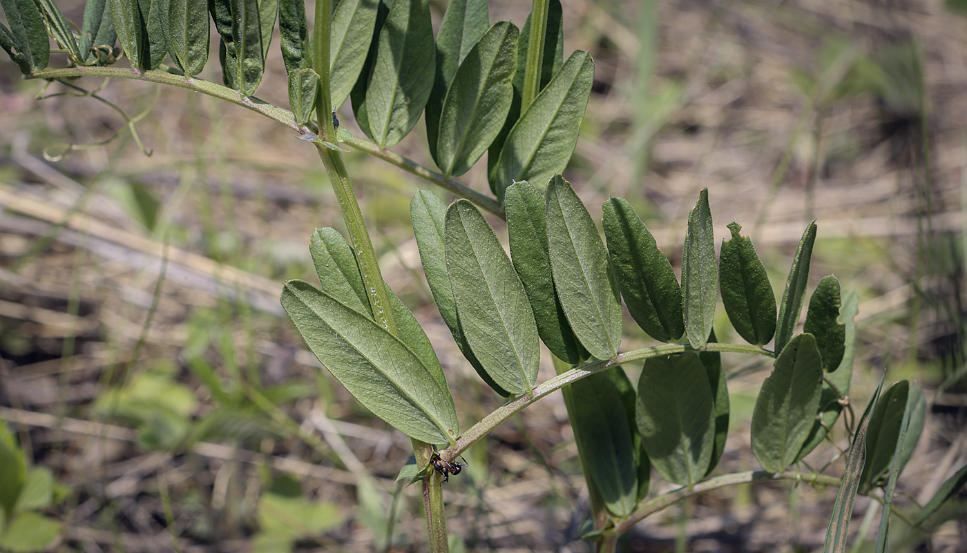 Image of Vicia sepium specimen.