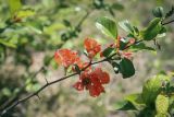 Chaenomeles japonica