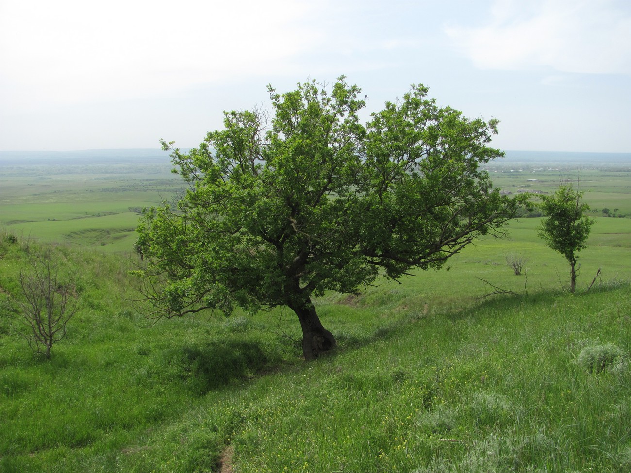 Image of Quercus robur specimen.