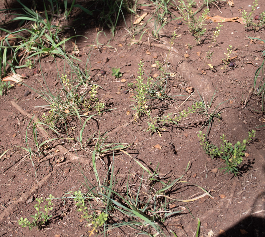 Изображение особи Lepidium bonariense.