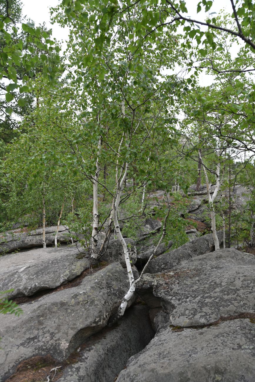 Изображение особи Betula pubescens.