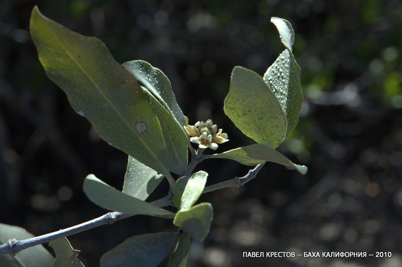 Image of Avicennia germinans specimen.