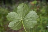 Astrantia pontica. Лист с минами (нижняя сторона). Республика Адыгея, плато Лаго-Наки, верховья р. Цица, ок. 1700 м н.у.м., сосновый лес на границе с субальпийским лугом. 13.08.2023.