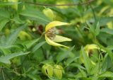 Clematis serratifolia. Цветки и листья. Луганская народная республика, г. Луганск, ж. д. 10.09.2023.