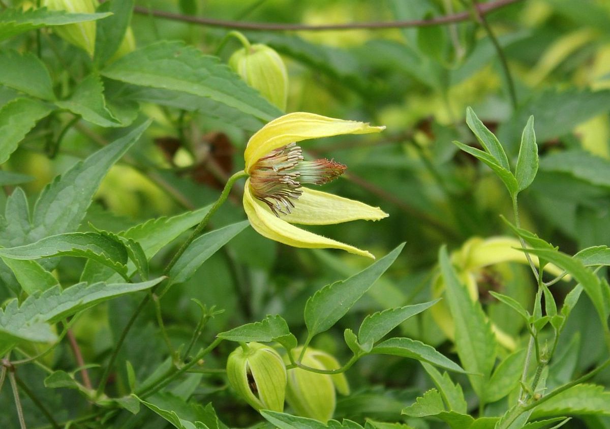 Изображение особи Clematis serratifolia.