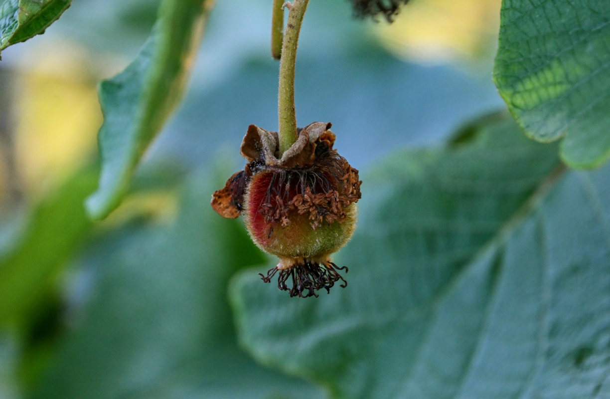 Image of Actinidia chinensis var. deliciosa specimen.