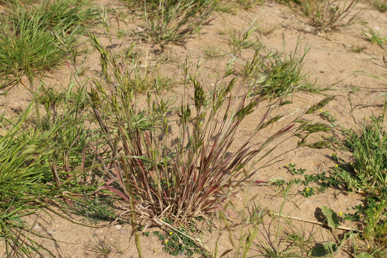 Изображение особи Bromus hordeaceus.