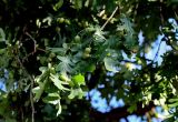 Quercus robur. Верхушка ветви с созревающими плодами. Оренбургская обл., г. Оренбург, в культуре. 07.07.2023.