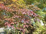 Acer mandshuricum