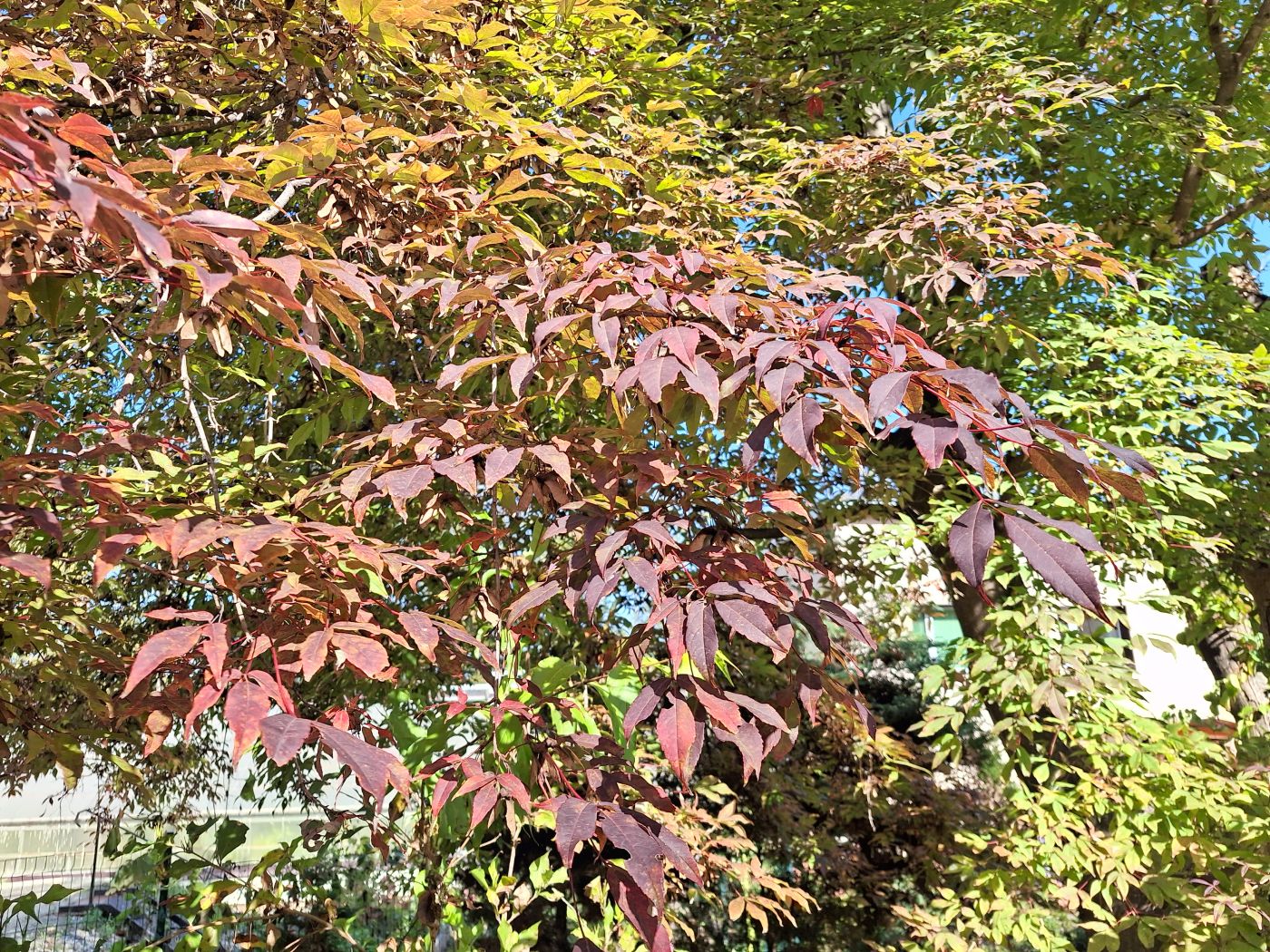 Image of Acer mandshuricum specimen.