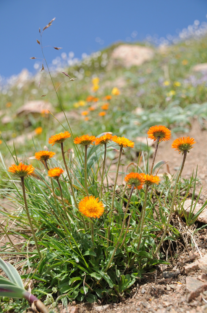 Image of Erigeron aurantiacus specimen.