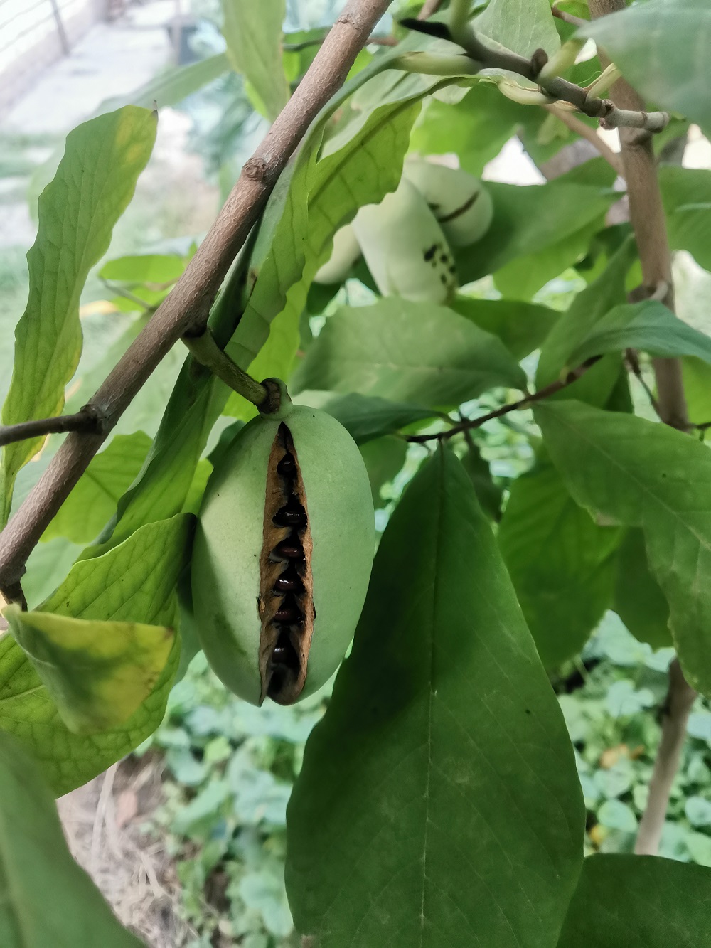 Image of Asimina triloba specimen.