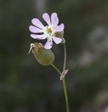 Oberna subspecies macrocarpa