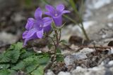 Campanula andina. Цветущее растение. Чечня, Шаройский р-н, левый берег р. Шароаргун в 1,5 км выше устья р. Кенхи, склон горы. 12 августа 2023 г.