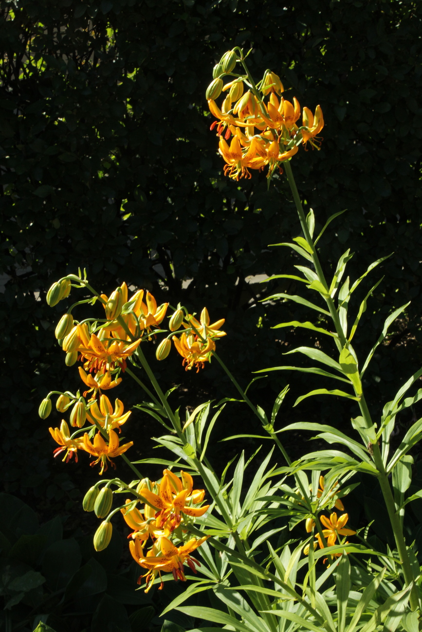 Изображение особи Lilium hansonii.