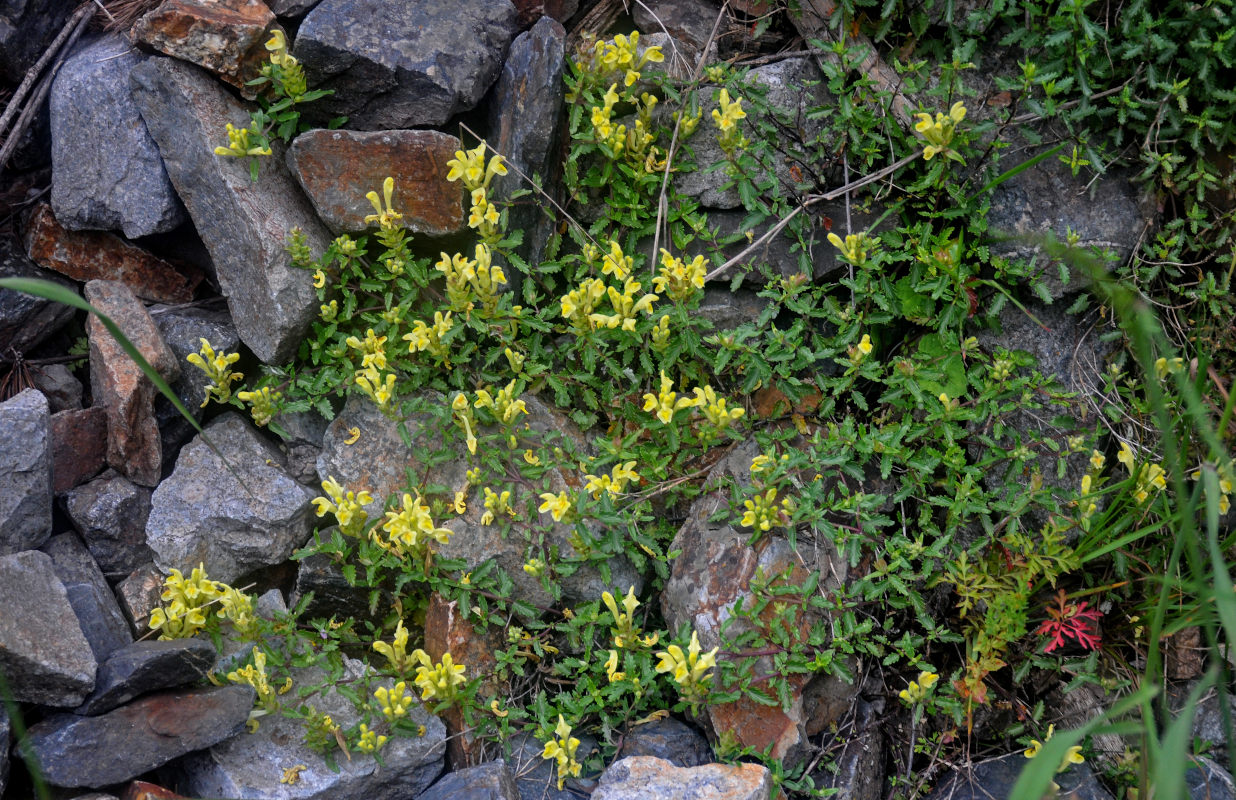 Изображение особи Scutellaria polyodon.