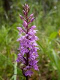 Dactylorhiza fuchsii. Соцветие. Московская обл., Талдомский р-н, окр. пгт Запрудня, смешанный лес. 25.06.2023.