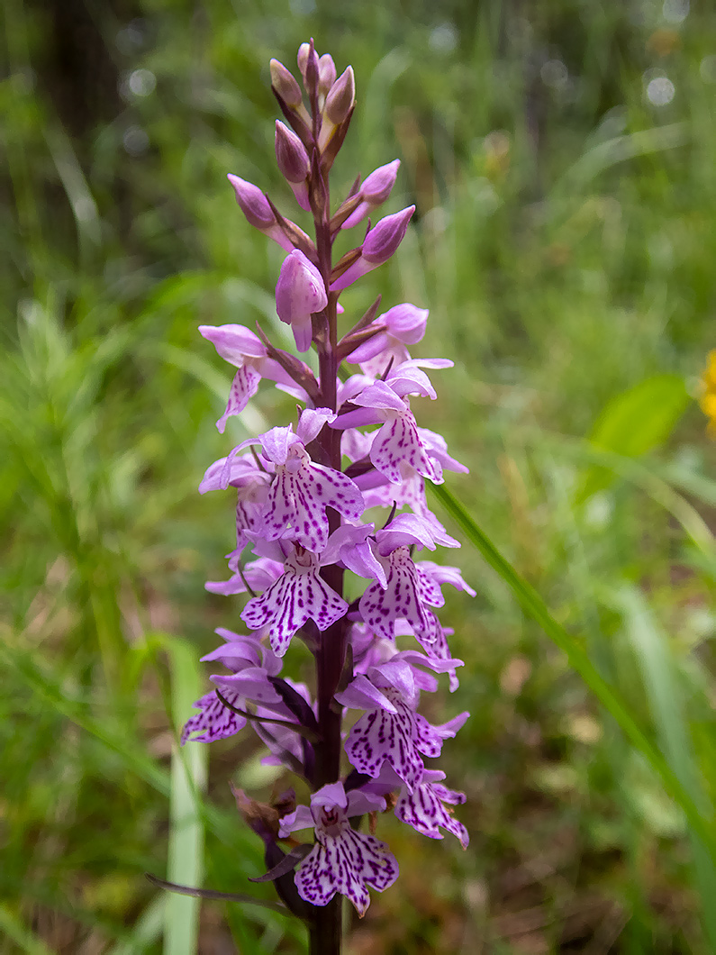 Image of Dactylorhiza fuchsii specimen.