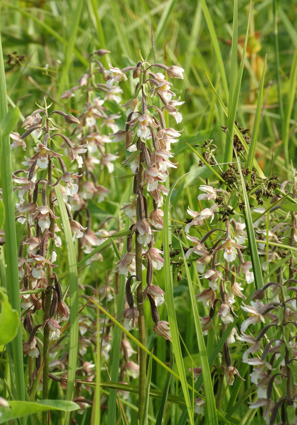 Image of Epipactis palustris specimen.