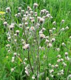 Erigeron acris