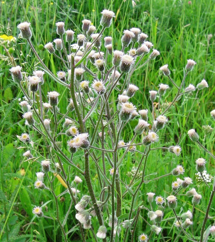 Image of Erigeron acris specimen.