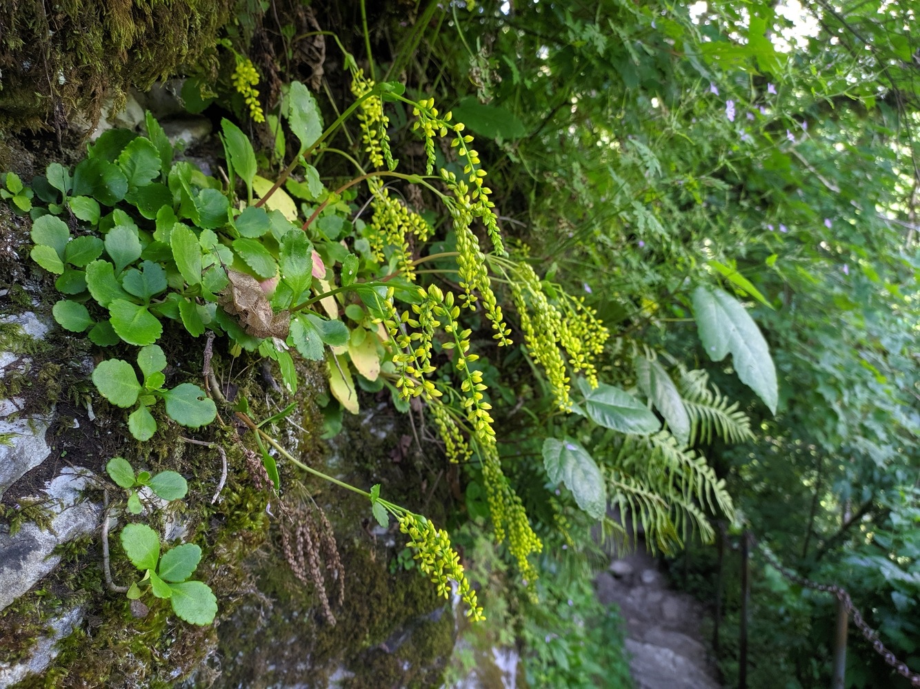 Изображение особи Chiastophyllum oppositifolium.