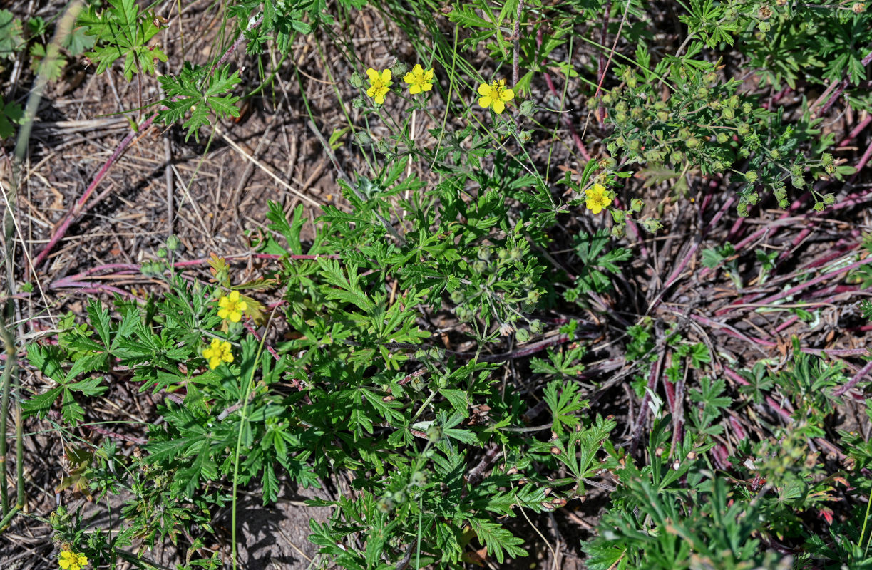 Image of genus Potentilla specimen.