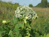 Heracleum sosnowskyi