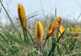 Crocus angustifolius