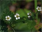 Fragaria vesca