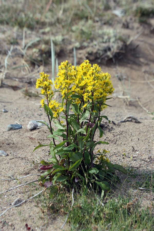 Image of Solidago virgaurea ssp. lapponica specimen.