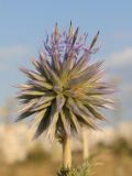 Echinops подвид thracicus