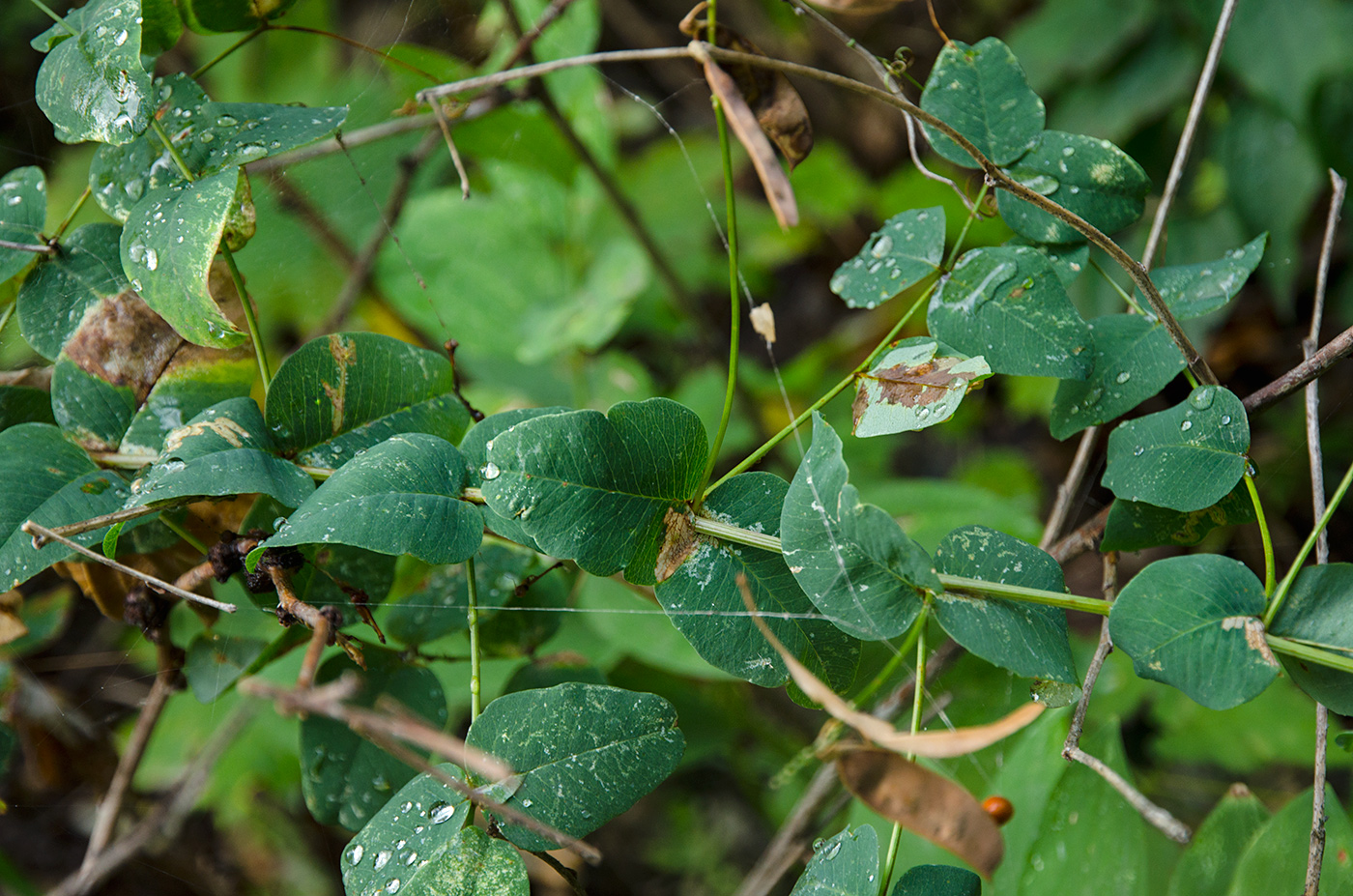 Image of Vicia pisiformis specimen.
