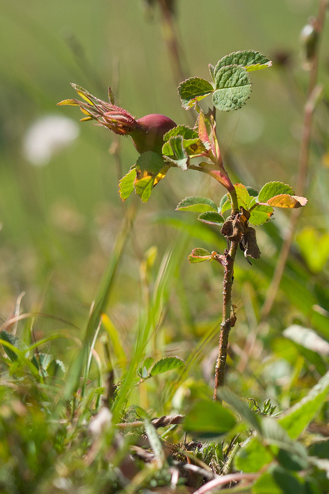 Image of Rosa brotherorum specimen.
