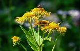 Telekia speciosa