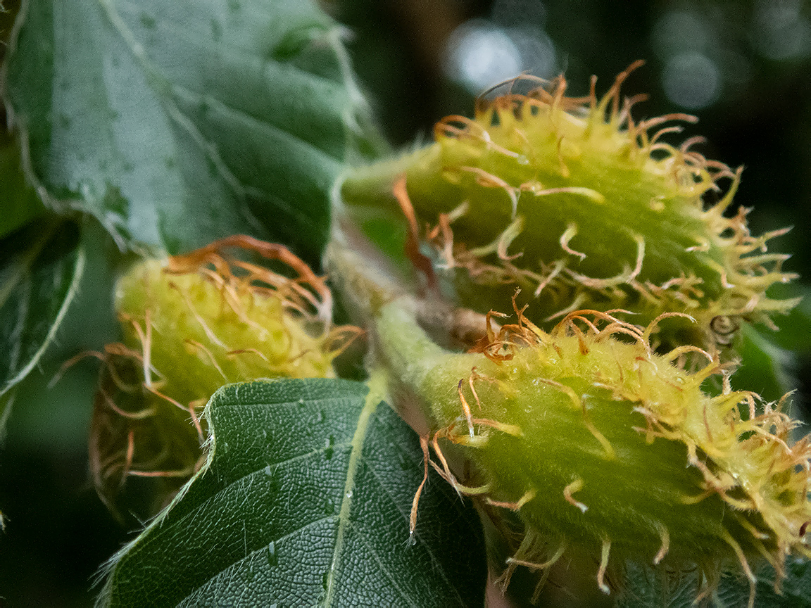 Image of Fagus × taurica specimen.