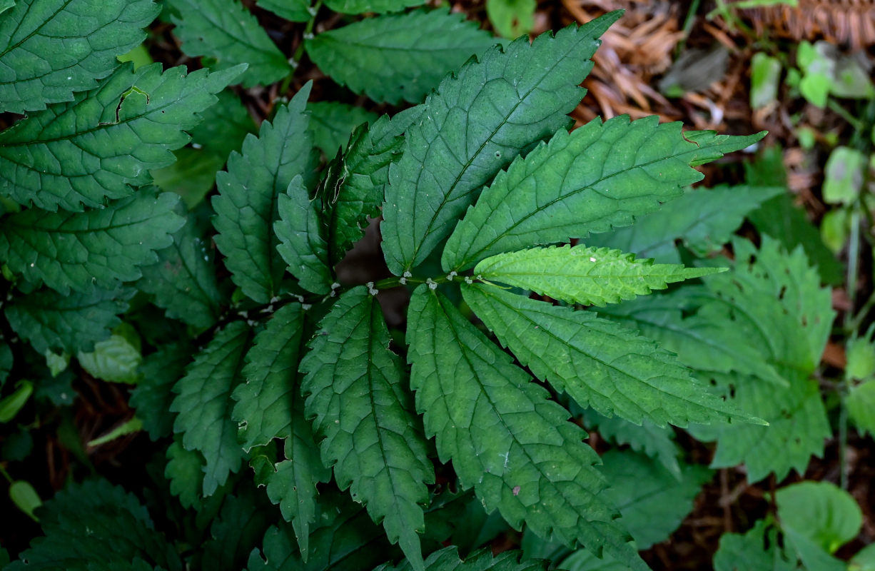 Image of Elatostema cyrtandrifolium specimen.