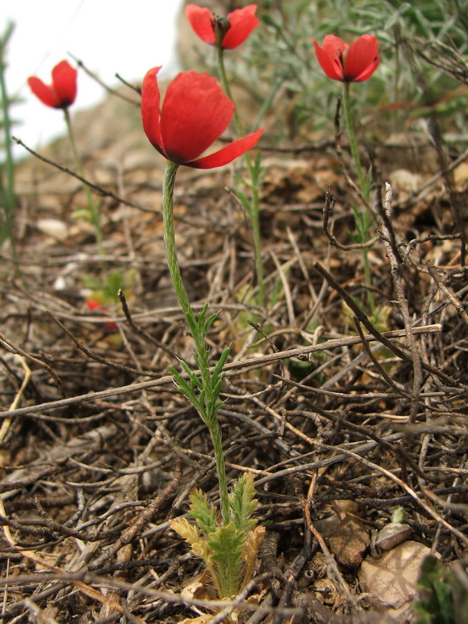 Image of Papaver minus specimen.