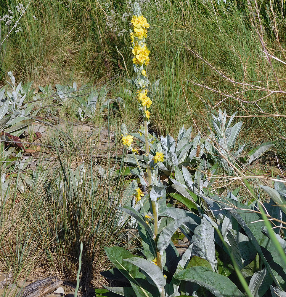 Image of Verbascum gnaphalodes specimen.