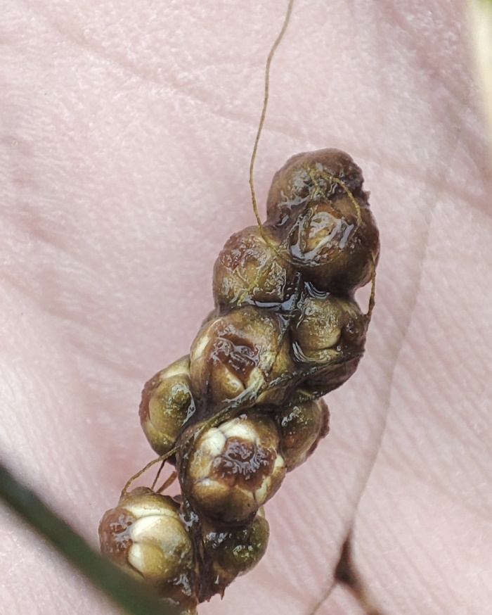 Изображение особи Potamogeton pectinatus.