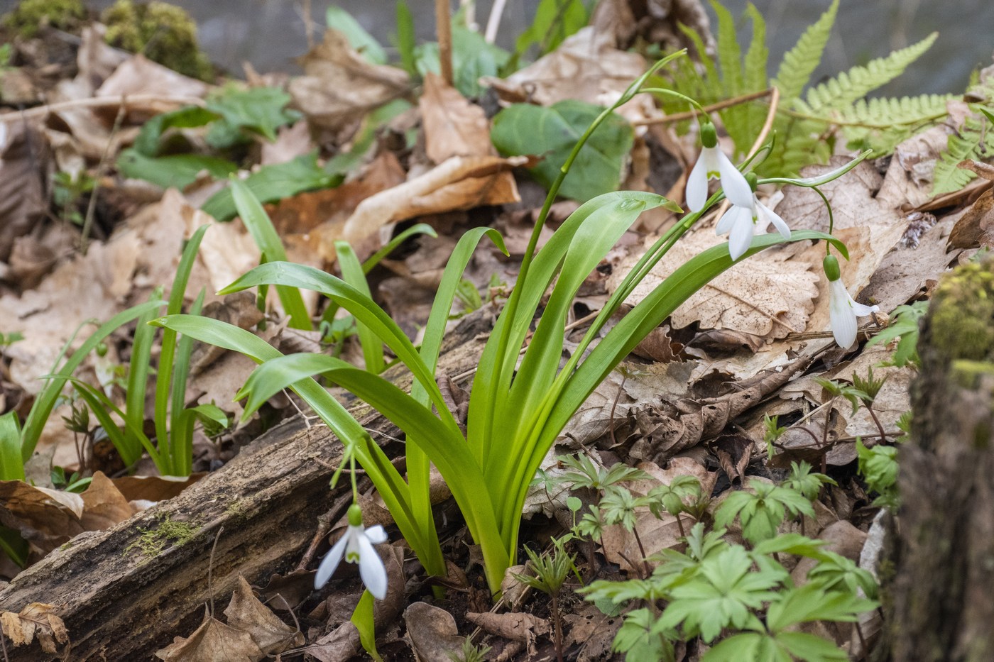 Изображение особи Galanthus woronowii.