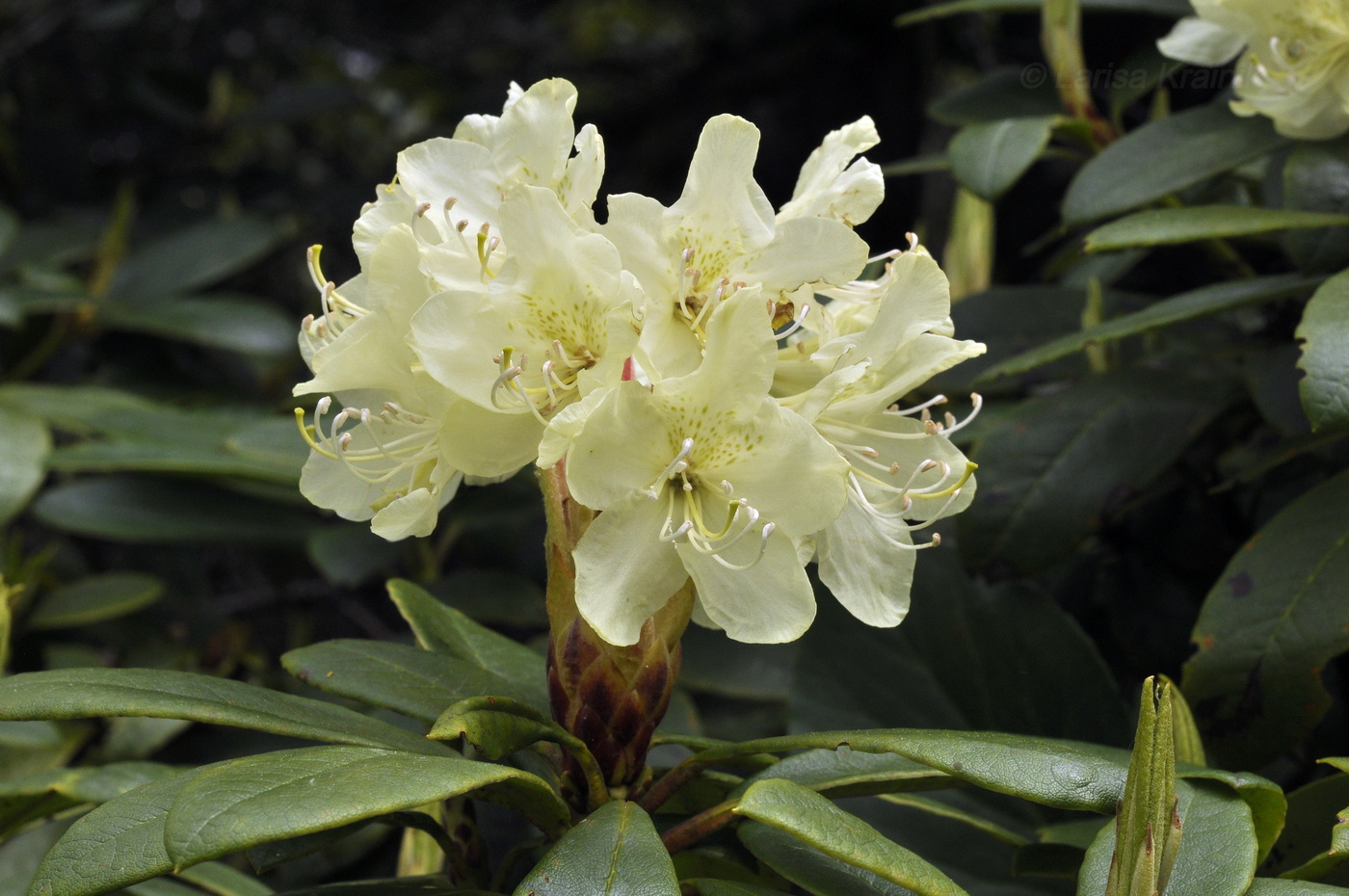 Изображение особи Rhododendron aureum.