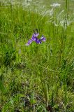 genus Campanula. Цветущее растение. Оренбургская обл., Беляевский р-н, Донской сельсовет, каменистая степь. 28 мая 2024 г.